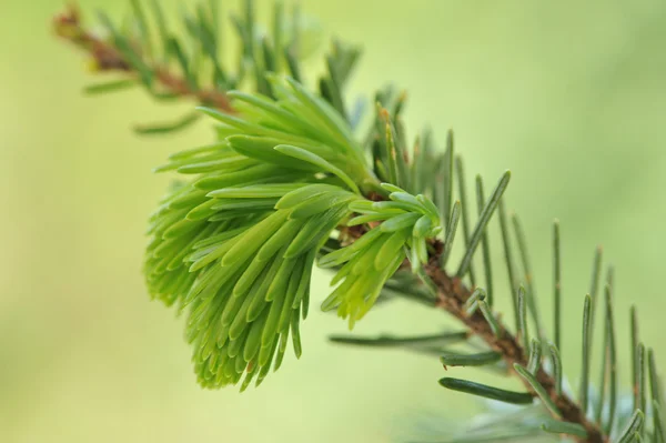 Yeni iğne ile porsuk dal