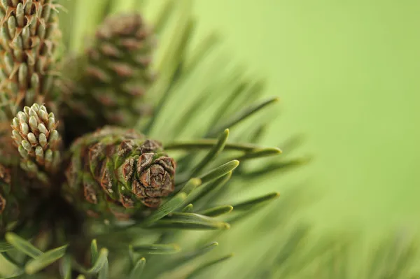 Galho de um pinheiro com novos cones — Fotografia de Stock