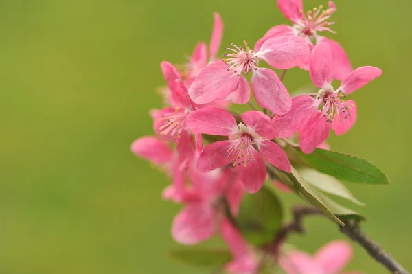 Bloeiende takje op groene achtergrond. — Stockfoto