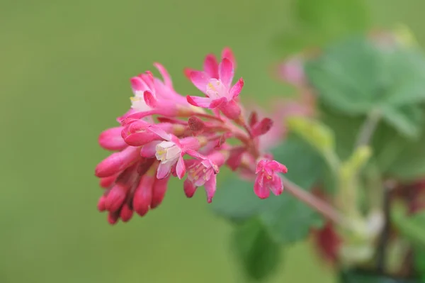 yeşil arka plan üzerinde kırmızı çiçekli üzümü