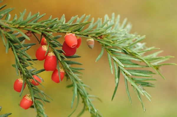 Bayas del tejo europeo. Taxus baccata — Foto de Stock