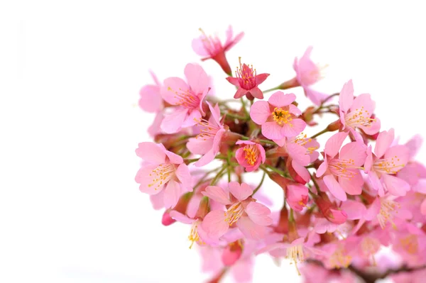 pembe çiçekler çiçek açması dal