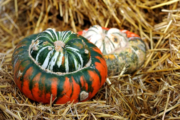 iki renkli Türk Türban squash.