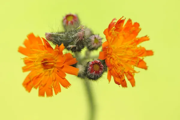 Hawkweed oranžová květina nebo pírody aurantiaca — Stock fotografie
