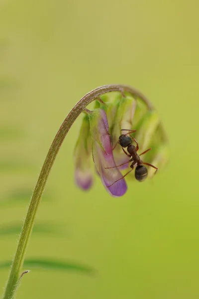 karınca kuşu Fiğ üzerinde.