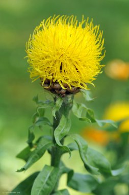 Sarı Peygamber Çiçeği. Centaurea macrocephala