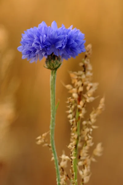A blue cornflower — Stock Photo, Image