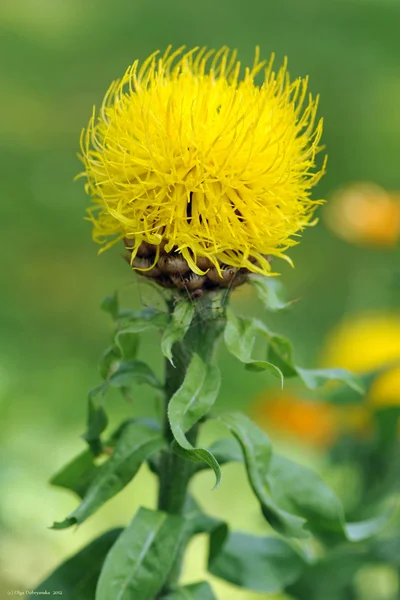 Sarı Peygamber Çiçeği. Centaurea macrocephala