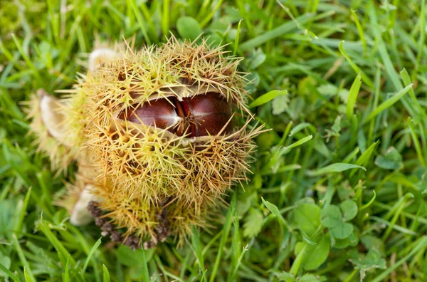 Taze düşmüş kestaneler çimenlerde, metin için kopya alanı var..