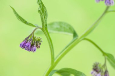 Yeşil bulanık arkaplanda bir kuşun çiçek moru. 