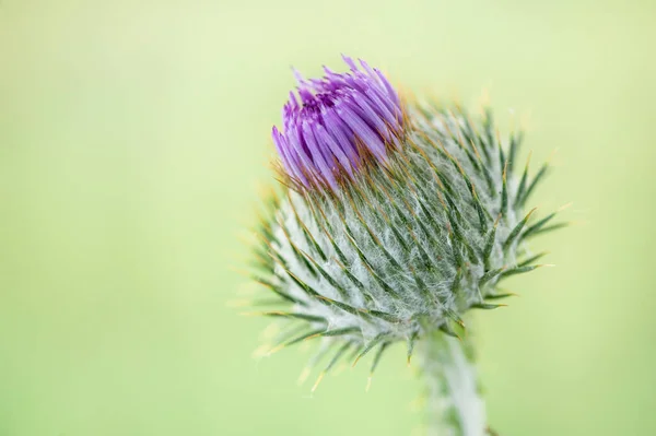 Flowering Cotton Thistle Flower Green Blurred Background Copy Space Text — 스톡 사진