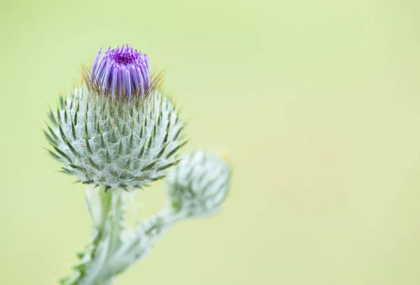 Flowering Cotton Thistle Flower Green Blurred Background Copy Space Text — стоковое фото