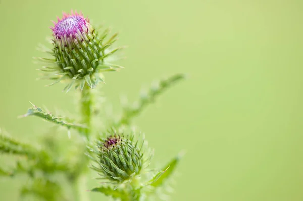Flowering Thistle Flower Green Blurred Background Copy Space Text — стоковое фото