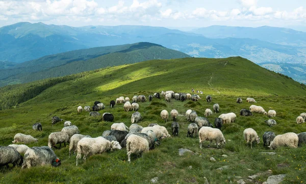 夏には山の中で白い羊の群れ 美しい山の風景 — ストック写真