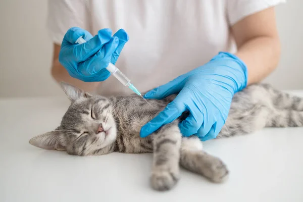 Veterinarian doctor or nurse in a medical rubber glove makes an injection with a medicine for the prevention of disease. Protective vaccination concept