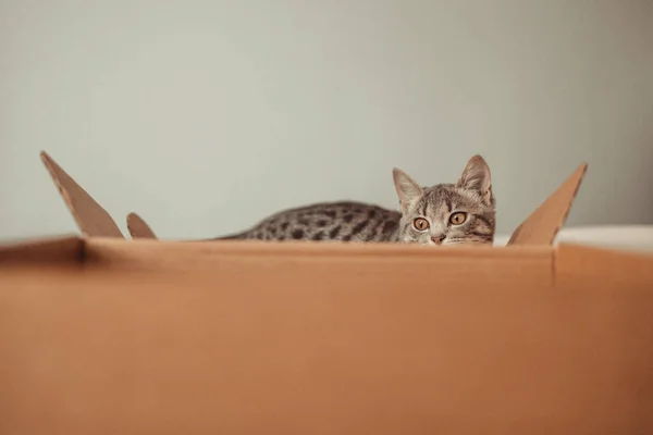 Portrait Funny Gray Kitty Cat Playing Cardboard Box Carton — Stock Photo, Image