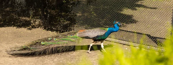 Beautiful Indian Peacock Peafowl Bird Feathers Out Sits Fence City — Stock Photo, Image