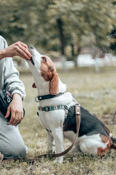 Belle chiot beagle mange de la nourriture pour chien de la main des humains à l'extérieur à l'heure d'été — Photo