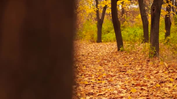 An adult woman traveler 50 years old with a backpack walks through the city autumn forest — Stock Video