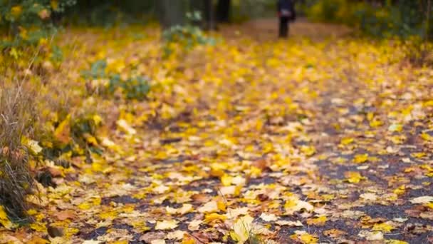 Capelli biondi adulti donna in bianco cappello caldo e con una sciarpa passeggiate in un parco d'oro autunno. Autunno umore, tappeto di foglie gialle — Video Stock