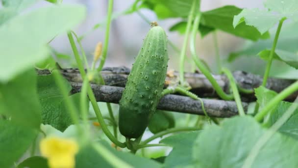 植物上新鲜的有机黄瓜,可供采摘.园中的黄瓜花.开花结果的黄瓜生态上是干净的幼鱼的种植。种植美味的黄瓜 — 图库视频影像