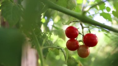 Yeşil kırmızı domates bir serada yetişiyor. Bahçede sağlıklı kırsal organik hasat. Kapat.