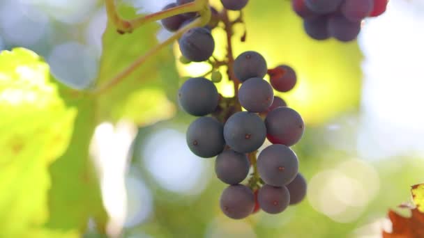 Zralé bobule z modrých hroznů na slunci visící na vinici na venkově při západu slunce — Stock video