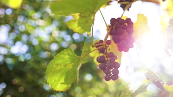 Primer plano de racimos de uvas de vino tinto maduras en una vid a la luz del sol brillante, enfoque selectivo. Contexto agrícola — Vídeo de stock