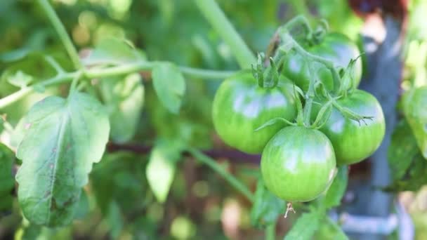 Κοντινό πράσινο φυτό τομάτας που αναπτύσσεται σε θερμοκήπιο — Αρχείο Βίντεο