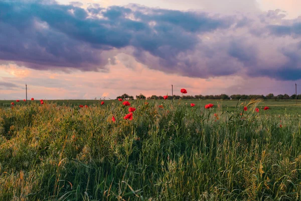Κόκκινες Παπαρούνες Στο Χωράφι Στο Ηλιοβασίλεμα Επιλεκτική Εστίαση Γκλέιντ Κόκκινες — Φωτογραφία Αρχείου