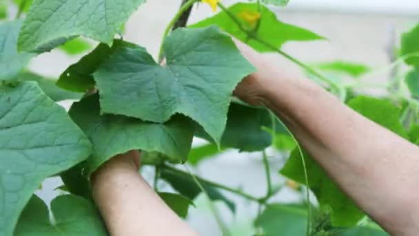 Vrouw die met planten werkt, biologische groenten verbouwt. Grote groene komkommer op een tak met gele bloemen in de boerderij tuin — Stockvideo