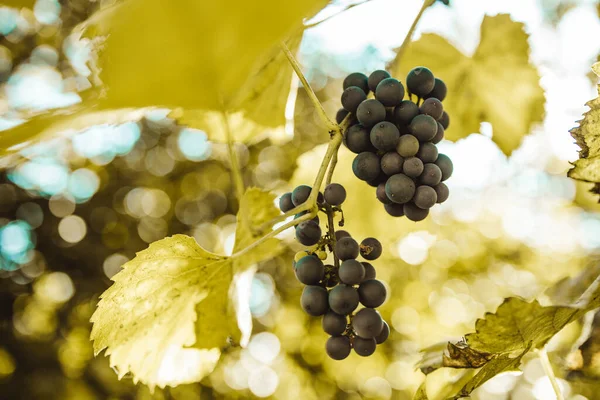 Mazzo Uva Blu Vigna Tramonto Prima Della Vendemmia Primo Piano — Foto Stock