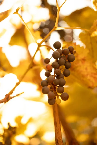 Blaue Trauben hängen an einem Herbsttag auf dem Weinberg — Stockfoto