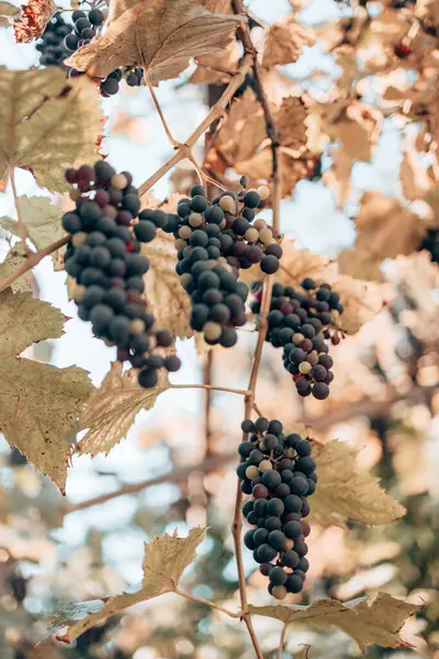 Exuberantes racimos de uvas de vino colgando de la vid. — Foto de Stock