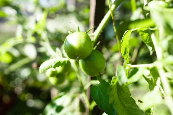 녹색 토마토 식물은 여름에 습지에서 자라는 식물로, 잎을 클로즈업해서 — 스톡 사진