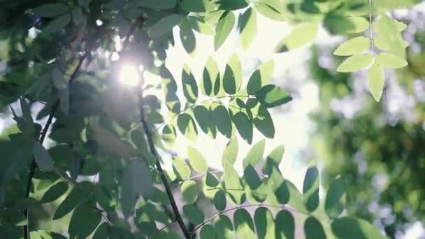 Złote słońce świecące przez zielone liście w lesie. Natura ze świeżymi liśćmi drzew rano — Wideo stockowe