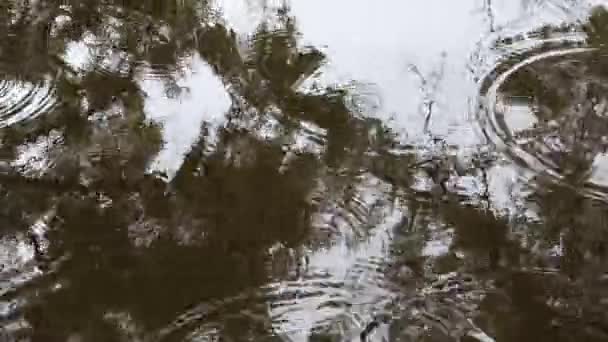 Dešťové kapky na vodní hladině v kaluži s černým stínem a odleskem zelených stromů a oblohy — Stock video