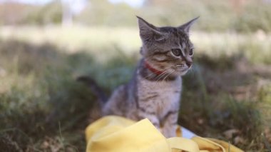 Yeşil gözlü ve mavi yakalı sevimli kahverengi çizgili kedi yavrusu güneşli bir bahar çayırında oturur ve dinlenir.