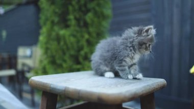 Sevimli, tekir, evsiz, gri kedi yavrusu. Tahta bir sandalyede oturmuş, açık hava kafeteryasında kameraya bakıyor.