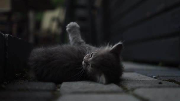 Evsiz, sevimli kedi yavrusu asfalt yolda dinleniyor. Büyük gözlü bir hayvan portresi. — Stok video