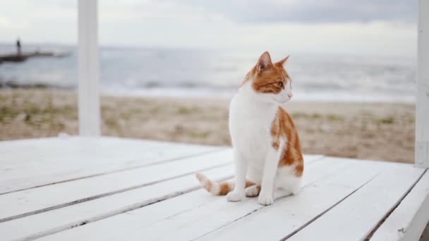 Egy imádnivaló vörös hajú fehér prémes macska ül az óceánon, és élvezi a gyönyörű kilátást — Stock videók