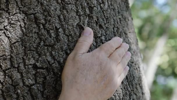 암컷은 여름 숲 속 의나무에 손을 대고 있다. 삼림 생태 계. — 비디오