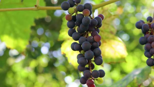 Branche de raisin prête pour la récolte. Rayons de coucher de soleil et fusée éclairante. — Video
