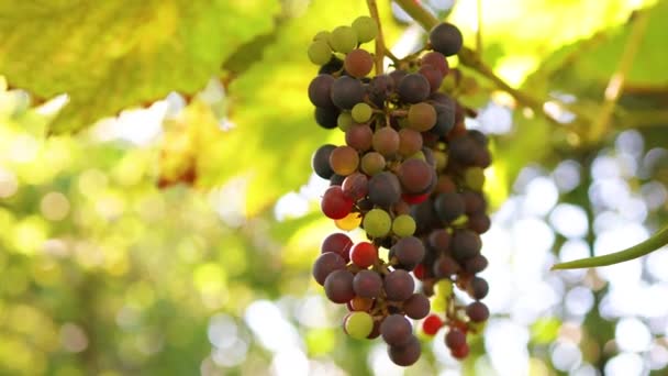Bunch of blue organic grapes with sunlight at sunset hanging on vineyard in autumn day. Harvesting. Vineyard at sunset in autumn — Stock Video
