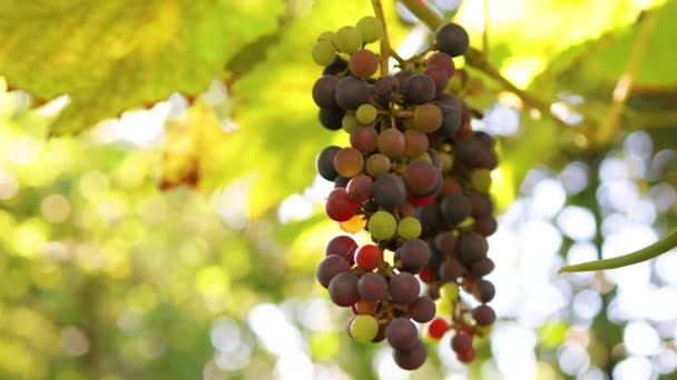 Bouquet de raisins bleus bio avec lumière du soleil au coucher du soleil accroché au vignoble le jour d'automne. Récolte. Vignoble au coucher du soleil en automne — Video