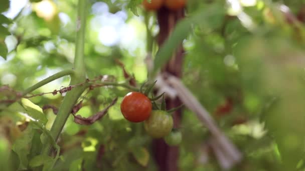 Fermer la plante de tomate rouge verte qui pousse dans une serre. Récolte biologique rurale saine dans le jardin. Gros plan — Video