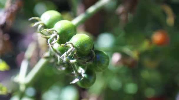 Verde pomodoro rosso pianta agricoltura biologica che cresce in una serra. Vendemmia biologica rurale sana in giardino. Da vicino. — Video Stock