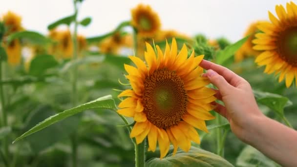 4k Kvinnliga bondehänder som rör vid solrosen. Producera miljövänlig, naturlig solrosolja. Skördetid — Stockvideo