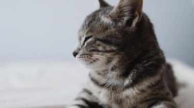 Şirin gri tekir kedi yatakta beyaz bir battaniyede uyuyor. Şirin ev hayvanları.