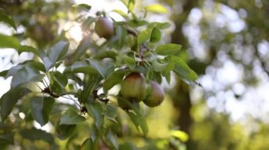 Olgun kırmızı yeşil armutlar meyve bahçesinde yeşil yapraklı bir dala tutunuyorlar. Tarım hasat kavramı, bahçe hasat kavramı
